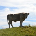 bullock-231790_1280
