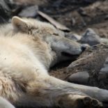 Un animale mandato da DIO fa da coperta ad un credente