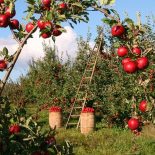 Non perdiate il frutto delle opere compiute
